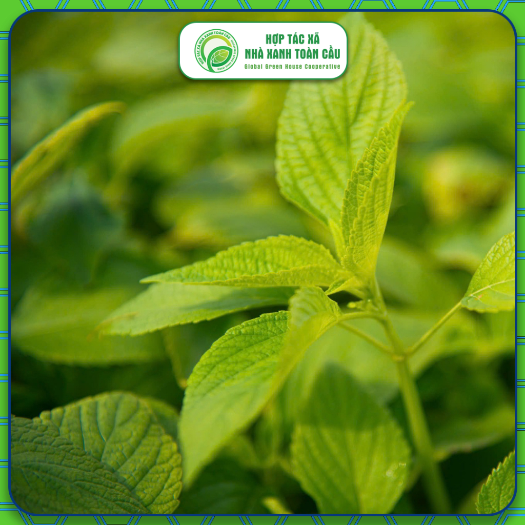 Trà Túi Lọc Cây Chia ChicoChia - Detox, giảm mỡ máu, an thần ngủ ngon
