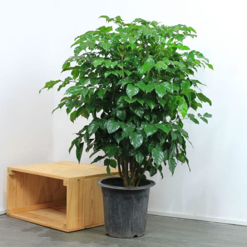 Chậu cây Hạnh phúc để sàn 80-100cm- Cây nội ngoại thất cao cấp