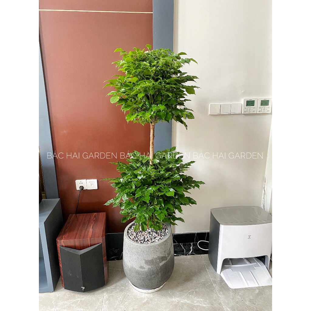 Chậu Hạnh phúc 2 tầng kèm chậu xi măng- Cây nội ngoại thất cao cấp, cây xanh văn phòng, cây trong nhà đep