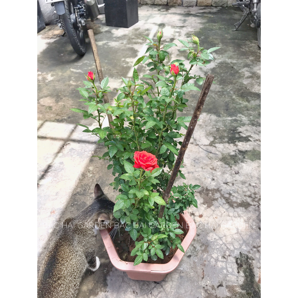Cây hoa hồng đỏ kèm chậu nhựa cứng- Hồng ta siêng bông- Cây ban công, sân vườn ưa nắng