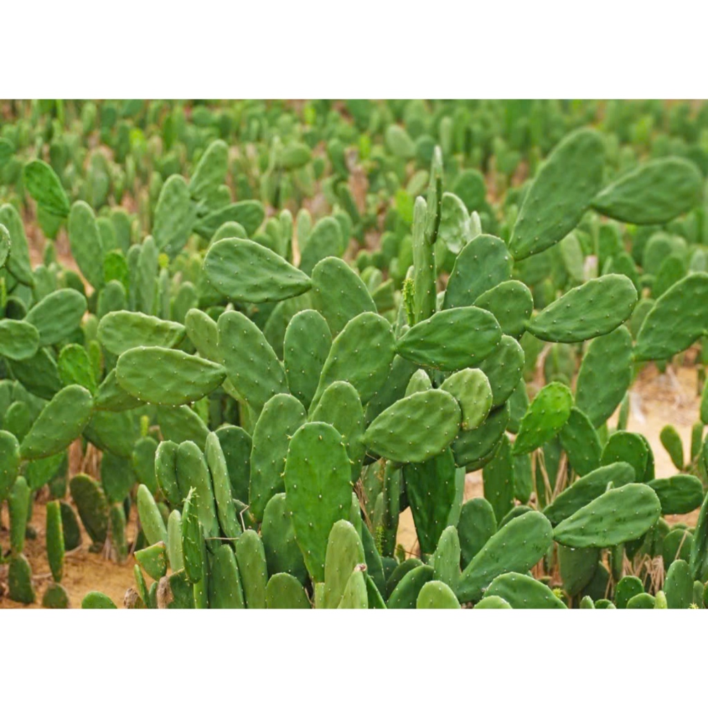 Lá giống xương rồng tai thỏ - Một loại cây đa năng