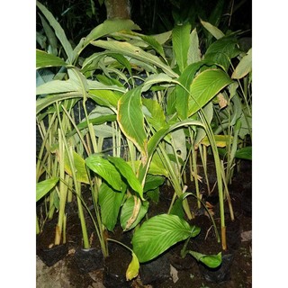 Combo 10 bầu cây giống Củ Lùn xanh tốt, dễ trồng