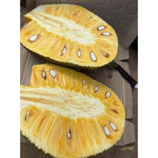Cây giống Mít Nghệ Cao Sản, Mít Nghệ Xưa, Hàng Ghép