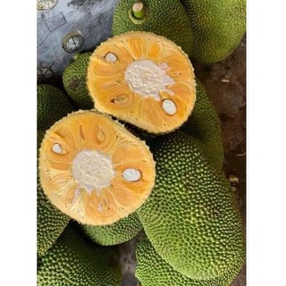 Cây giống Mít Thái Changai (Mít Thái Siêu Sớm ), Hàng Ghép