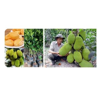 Cây giống Mít Thái Changai (Mít Thái Siêu Sớm ), Hàng Ghép