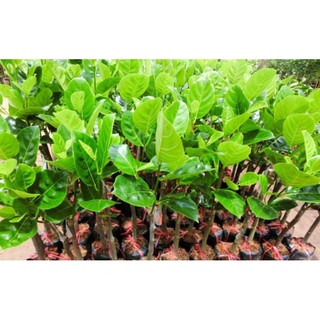 Cây giống Mít Nghệ Cao Sản, Mít Nghệ Xưa, Hàng Ghép