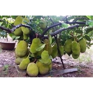 Cây giống Mít Thái Changai (Mít Thái Siêu Sớm ), Hàng Ghép