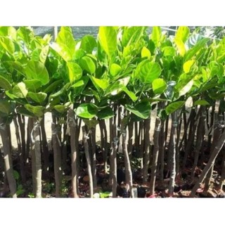 Cây giống Mít Thái Changai (Mít Thái Siêu Sớm ), Hàng Ghép