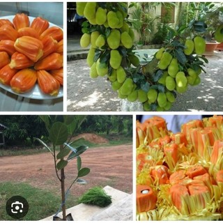 Cây giống Mít Thái Ruột Đỏ Sơ Vàng INDO, Hàng Ghép