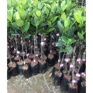 Cây giống Mít Thái Ruột Đỏ Sơ Vàng INDO, Hàng Ghép