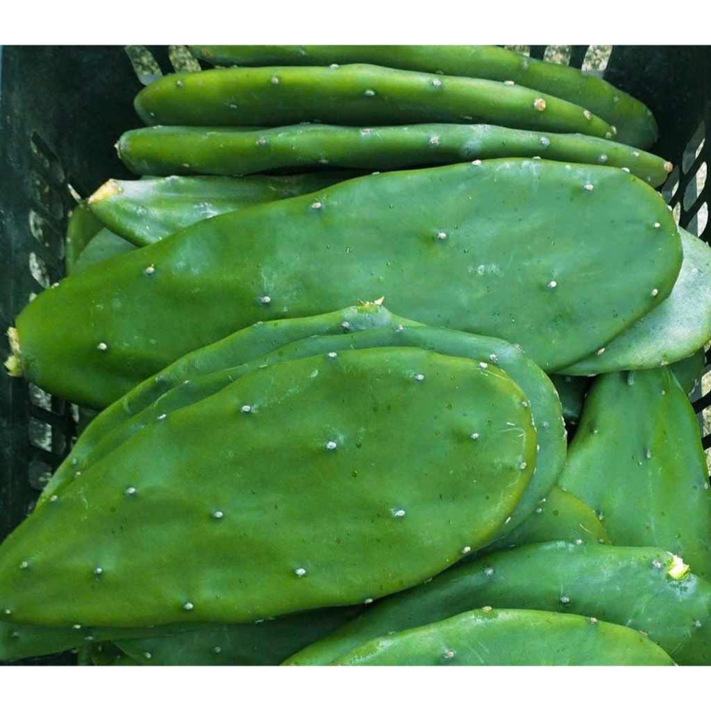Lá giống xương rồng tai thỏ - Một loại cây đa năng