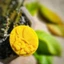 Xà quà tặng dễ thương Escoco 80g - từ phôi xà phòng dầu dừa làm sạch nhẹ nhàng, mịn màng da