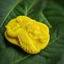 Xà quà tặng dễ thương Escoco 80g - từ phôi xà phòng dầu dừa làm sạch nhẹ nhàng, mịn màng da