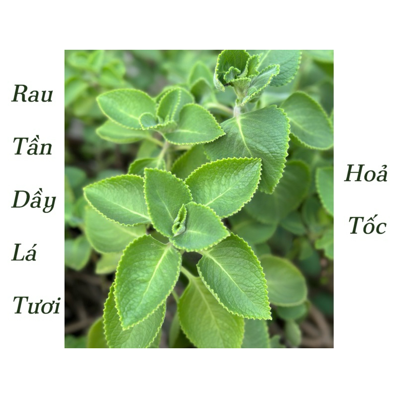 Rau Tần Dầy Lá chữa ho, Húng Chanh, Rau Tần trồng tự nhiên tại vườn ...