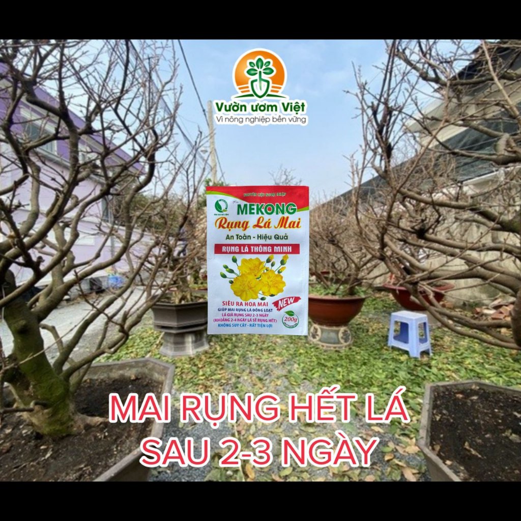 RỤNG LÁ MAI MEKONG - chất hỗ trợ rụng lá thông minh, an toàn tuyệt đối cho mai, hiệu quả sau 2 ngày