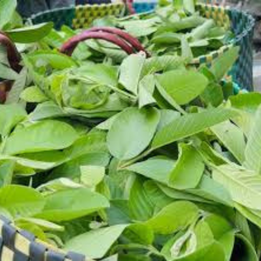 Lá Ổi Non 1Kg Cắt Nhỏ Loại 1 – Ổi Khô Nguyên Chất, Hỗ Trợ Giảm Cân & Tiểu Đường