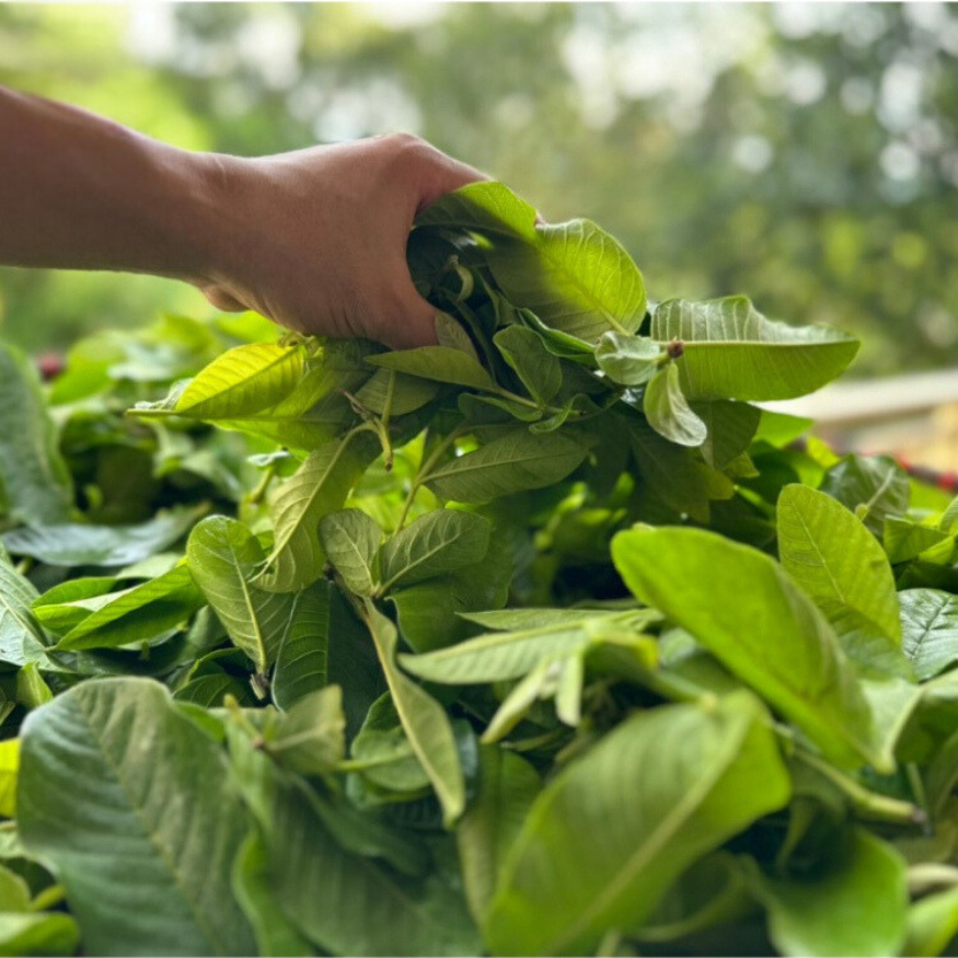 Lá Ổi Non 1Kg Cắt Nhỏ Loại 1 – Ổi Khô Nguyên Chất, Hỗ Trợ Giảm Cân & Tiểu Đường