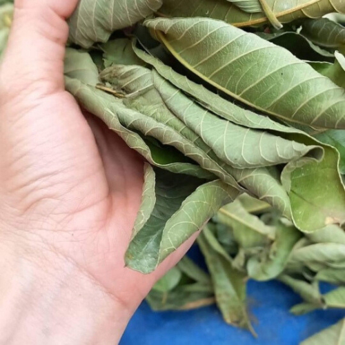 Trà Lá Ổi Nguyên Chất Combo 30 Túi Lọc Giảm Cân, Hỗ Trợ Tiểu Đường, Giảm Cholesterol - Thanh Hà Farm