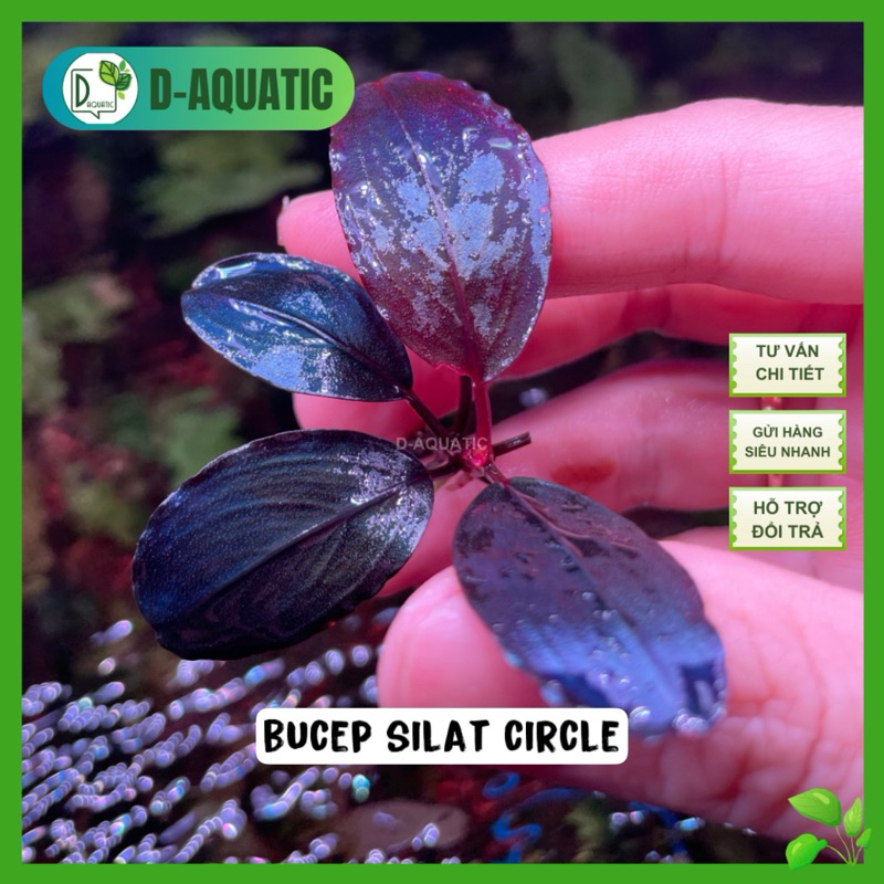 Bucephalandra sp. Silat Cricle