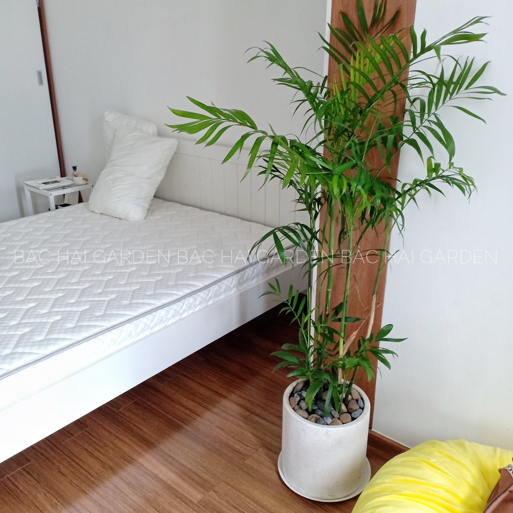 Chậu cây Cau Hawaii kèm chậu xi măng - Cây nội ngoại thất cao cấp- Cây xanh văn phòng, nhà phố