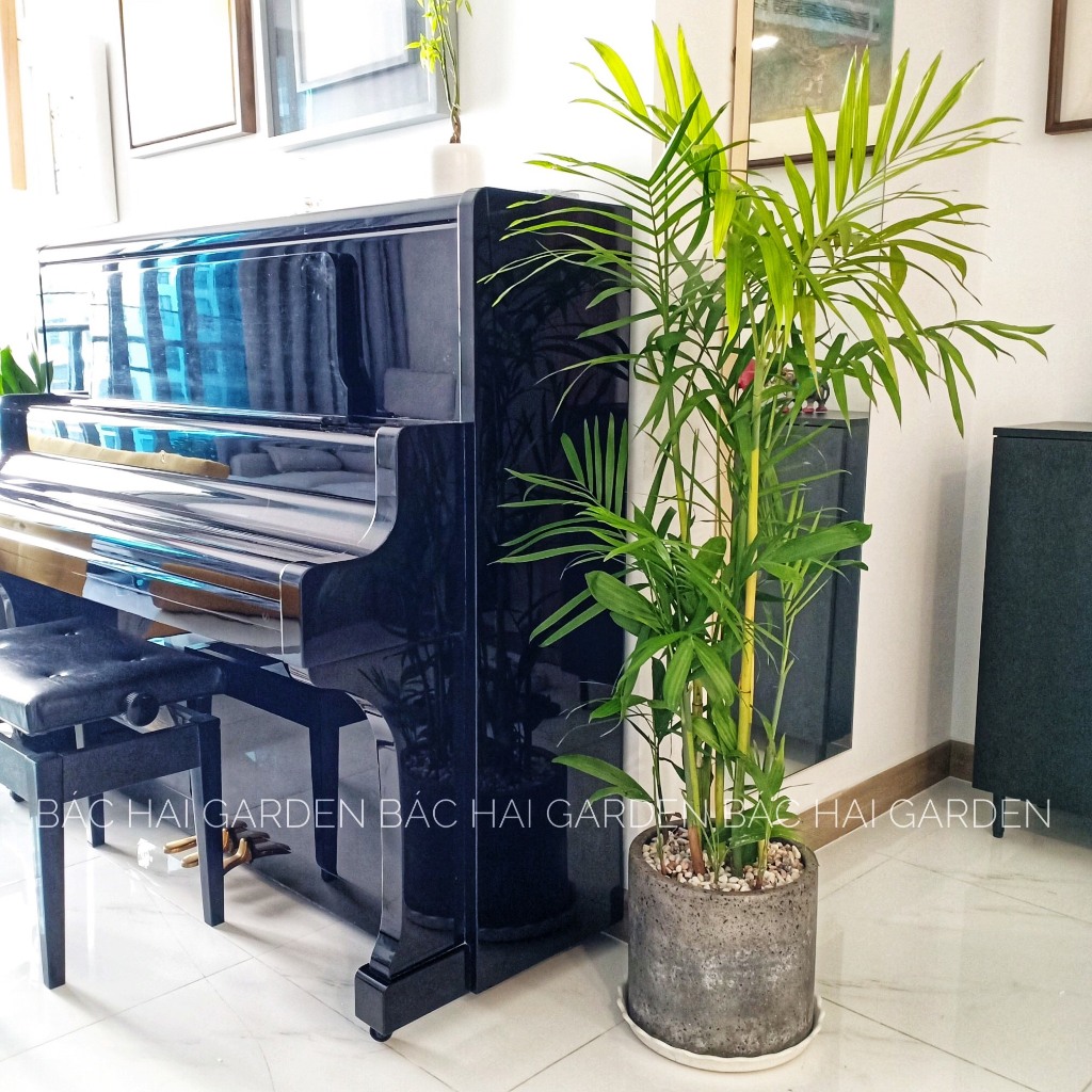 Chậu cây Cau Hawaii kèm chậu xi măng - Cây nội ngoại thất cao cấp- Cây xanh văn phòng, nhà phố