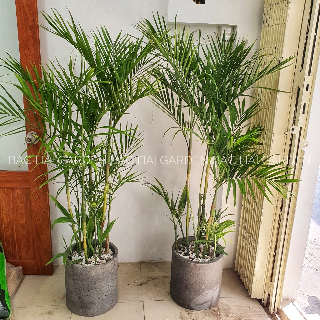Chậu cây Cau Hawaii kèm chậu xi măng - Cây nội ngoại thất cao cấp- Cây xanh văn phòng, nhà phố