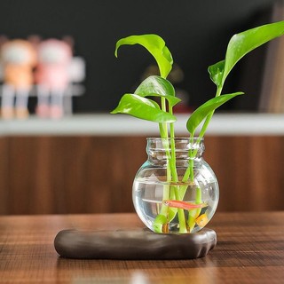 Bình Thủy Canh Ông Thần Tài Năm Mới - Mang Lộc Phát, Thanh Lọc Không Khí, Trang Trí Phong Thủy