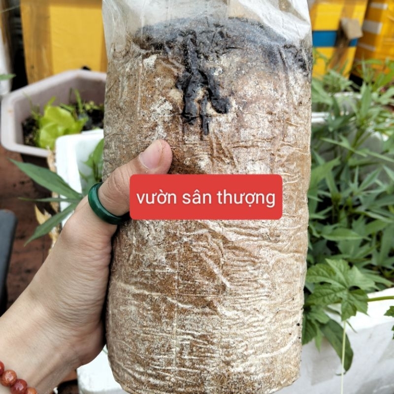 Phôi Nấm Thải, Giá Thể Trộn Trồng Cây, Nguyên Liệu Trồng Nấm Rơm