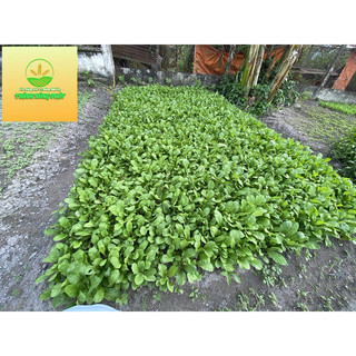 Phân bón NPK 20-20-15+TE (tan nhanh) chuyên rau màu, cây ăn trái, cây cảnh - Gói 500gr, 1kg