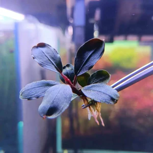 Bucephalandra Ghost - Cây Thuỷ Sinh