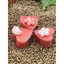 Nến tealight cháy liên tục 4-6 tiếng nhiều mùi hương. Khử mùi, thư giãn hiệu quả.