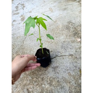 5 cây Đu Đủ Lùn Ruột Vàng
