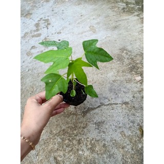 5 cây Đu Đủ Lùn Ruột Vàng