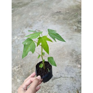 5 cây Đu Đủ Lùn Ruột Vàng