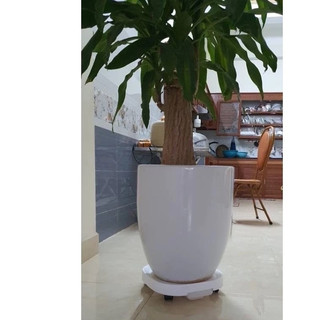 Đế chậu cảnh có bánh xe di chuyển