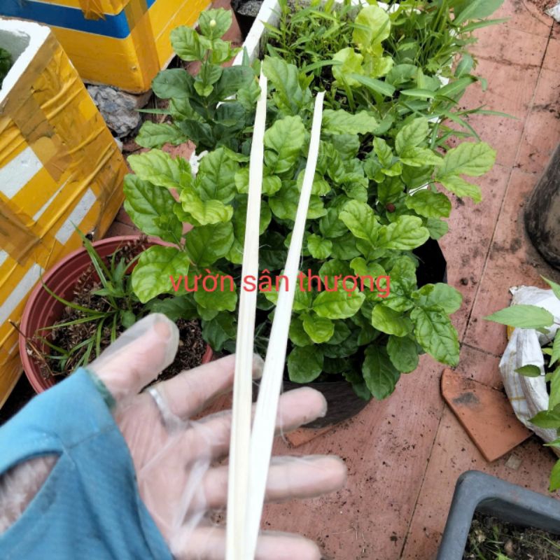 100g Dây Lạt Giang Cột Giàn Cây, Gói Bánh