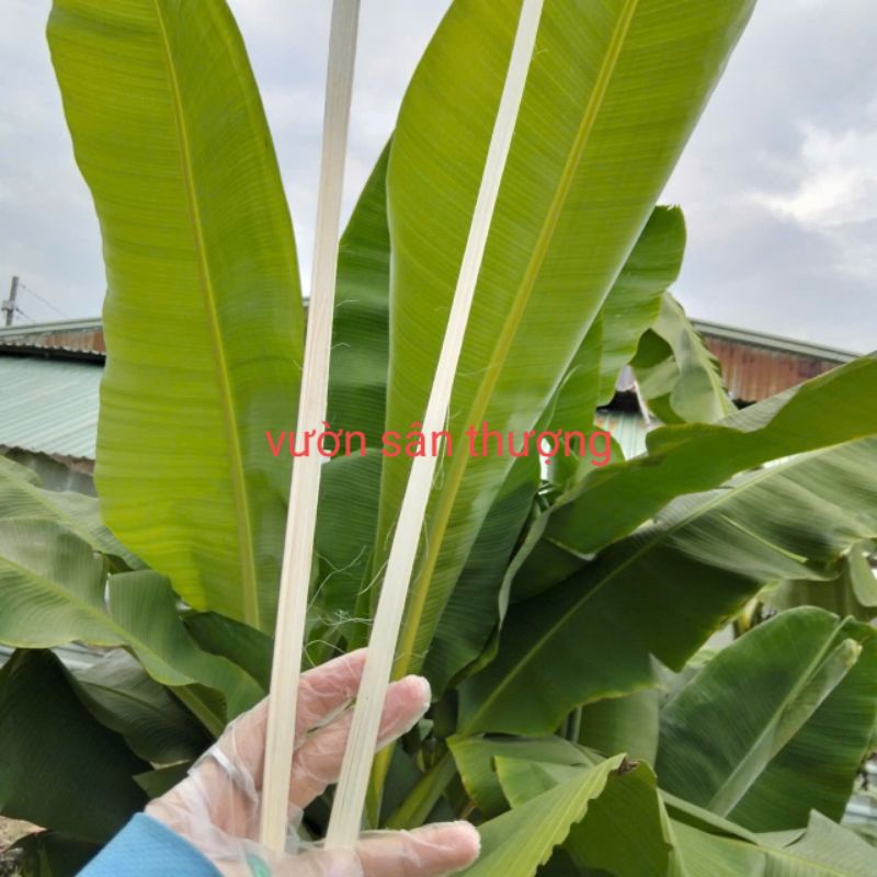 100g Dây Lạt Giang Cột Giàn Cây, Gói Bánh