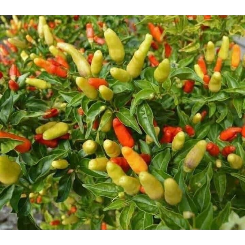 Hạt Giống Ớt Tabaco ChiLi Siêu Cay Nhiều Quả Cây Lâu Năm Cực Kỳ Chất Lượng