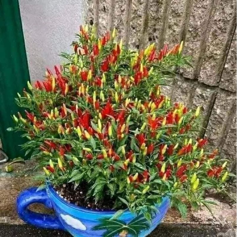 Hạt Giống Ớt Tabaco ChiLi Siêu Cay Nhiều Quả Cây Lâu Năm Cực Kỳ Chất Lượng