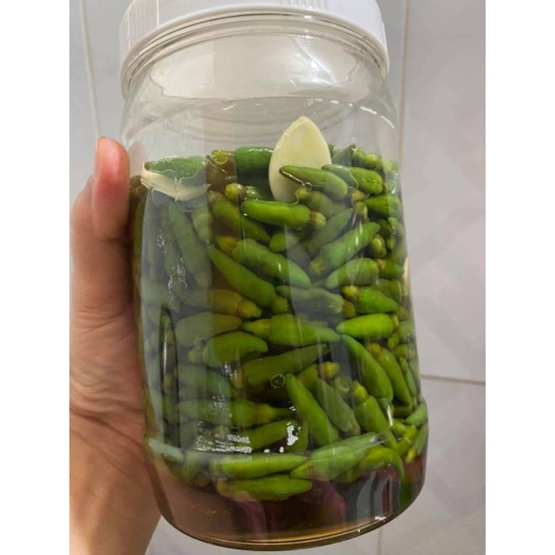 Hạt Giống Ớt Tabaco ChiLi Siêu Cay Nhiều Quả Cây Lâu Năm Cực Kỳ Chất Lượng