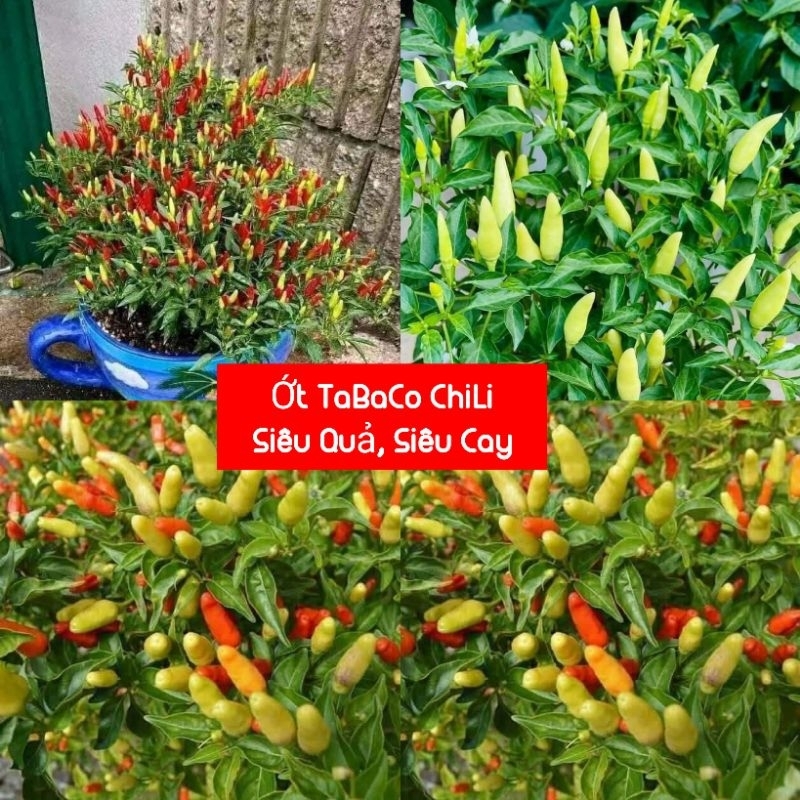 Hạt Giống Ớt Tabaco ChiLi Siêu Cay Nhiều Quả Cây Lâu Năm Cực Kỳ Chất Lượng