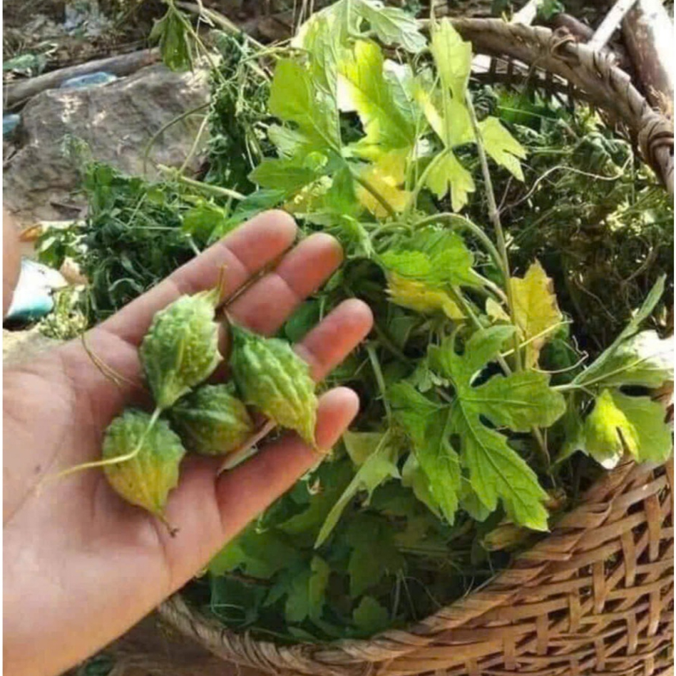 1kg Khổ qua rừng mướp đắng rừng Tây Bắc nguyên quả loại 1