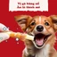 Que cuộn thịt gà mini 20 cây cho chó cưng DoggyMan- xương cho chó gói 110g