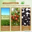 Táo đen hữu cơ Organic Life Organic Black Jujube Fruits - táo tàu đen, bổ khí huyết, tốt cho tiêu hóa hệ miễn dịch