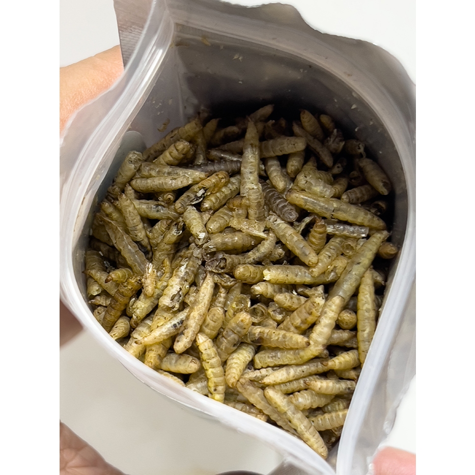 SÂU CANXI SẤY KHÔ CHO CÁ CHIM VÀ BÒ SÁT 100G, 500G LARVA FOOD BLACK SODIER FLY