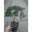 Cây Linh Sam Bonsai cổ thụ 3 năm tuổi - cây cảnh bonsai trang trí nhà cửa thanh lọc không khí