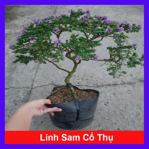 Cây Linh Sam Bonsai cổ thụ 3 năm tuổi - cây cảnh bonsai trang trí nhà cửa thanh lọc không khí