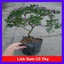 Cây Linh Sam Bonsai cổ thụ 3 năm tuổi - cây cảnh bonsai trang trí nhà cửa thanh lọc không khí