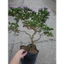 Cây Linh Sam Bonsai cổ thụ 3 năm tuổi - cây cảnh bonsai trang trí nhà cửa thanh lọc không khí