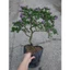 Cây Linh Sam Bonsai cổ thụ 3 năm tuổi - cây cảnh bonsai trang trí nhà cửa thanh lọc không khí